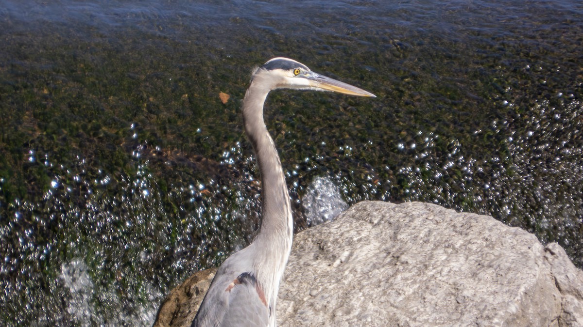 Great Blue Heron (Great Blue) - ML643566591