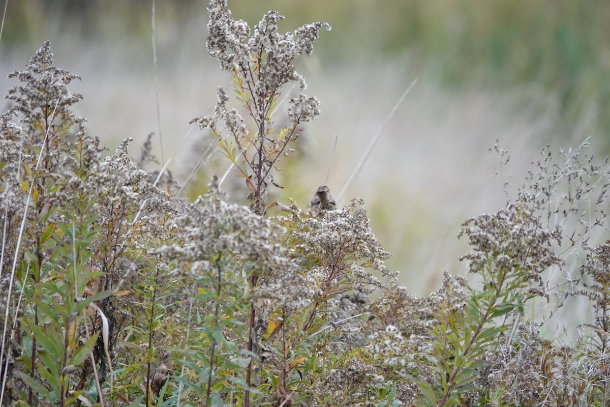 Song Sparrow - ML643566592