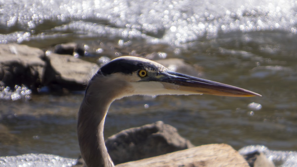 Great Blue Heron (Great Blue) - ML643566593