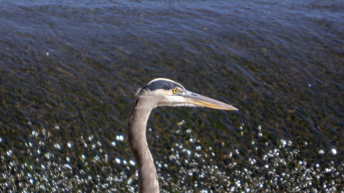 Great Blue Heron (Great Blue) - ML643566594