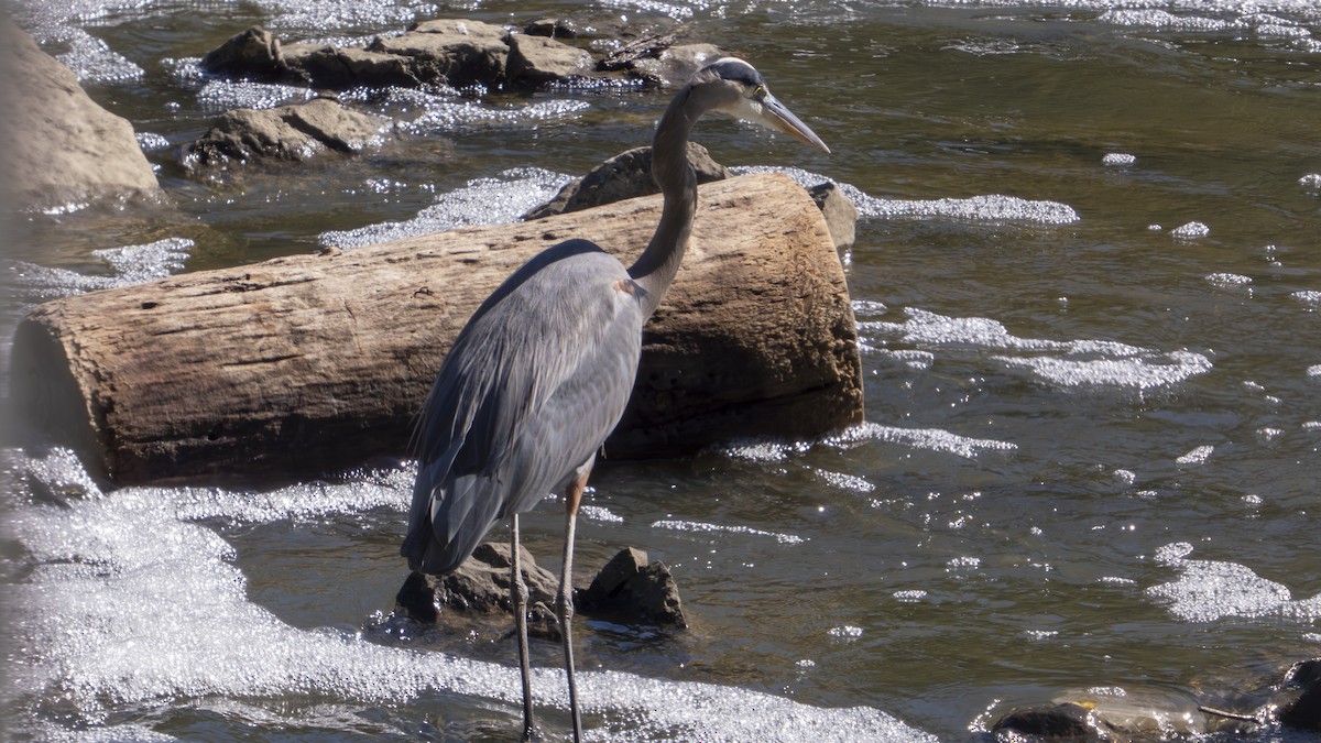 Great Blue Heron (Great Blue) - ML643566595