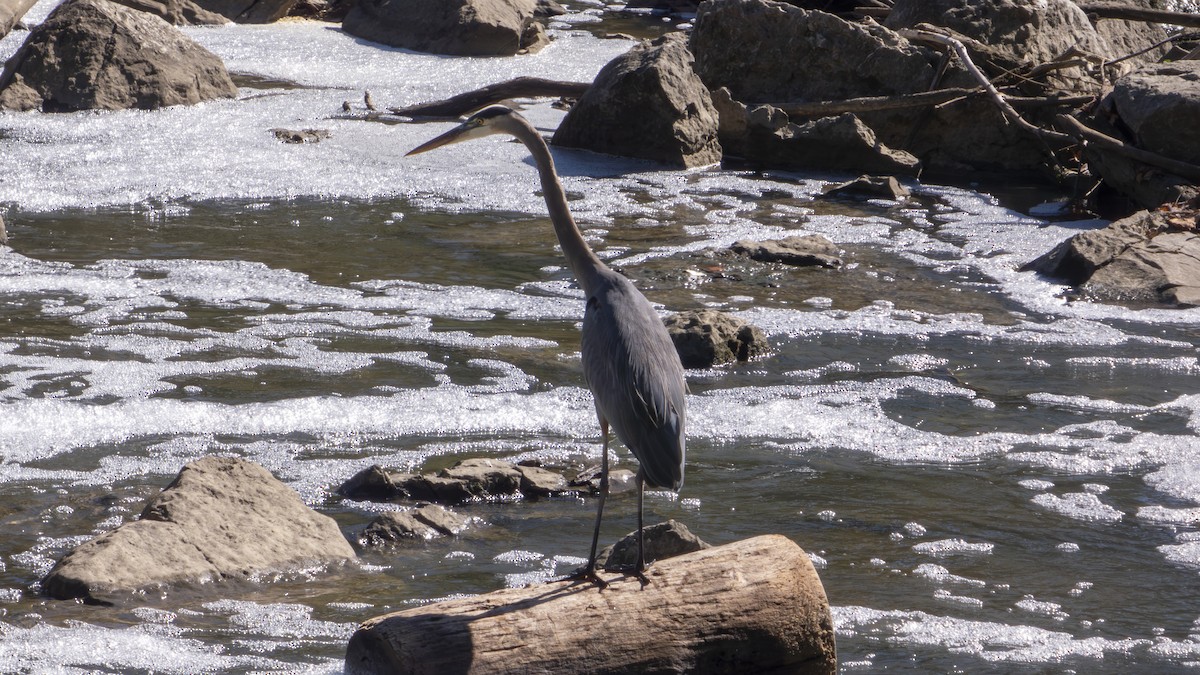 Great Blue Heron (Great Blue) - ML643566596