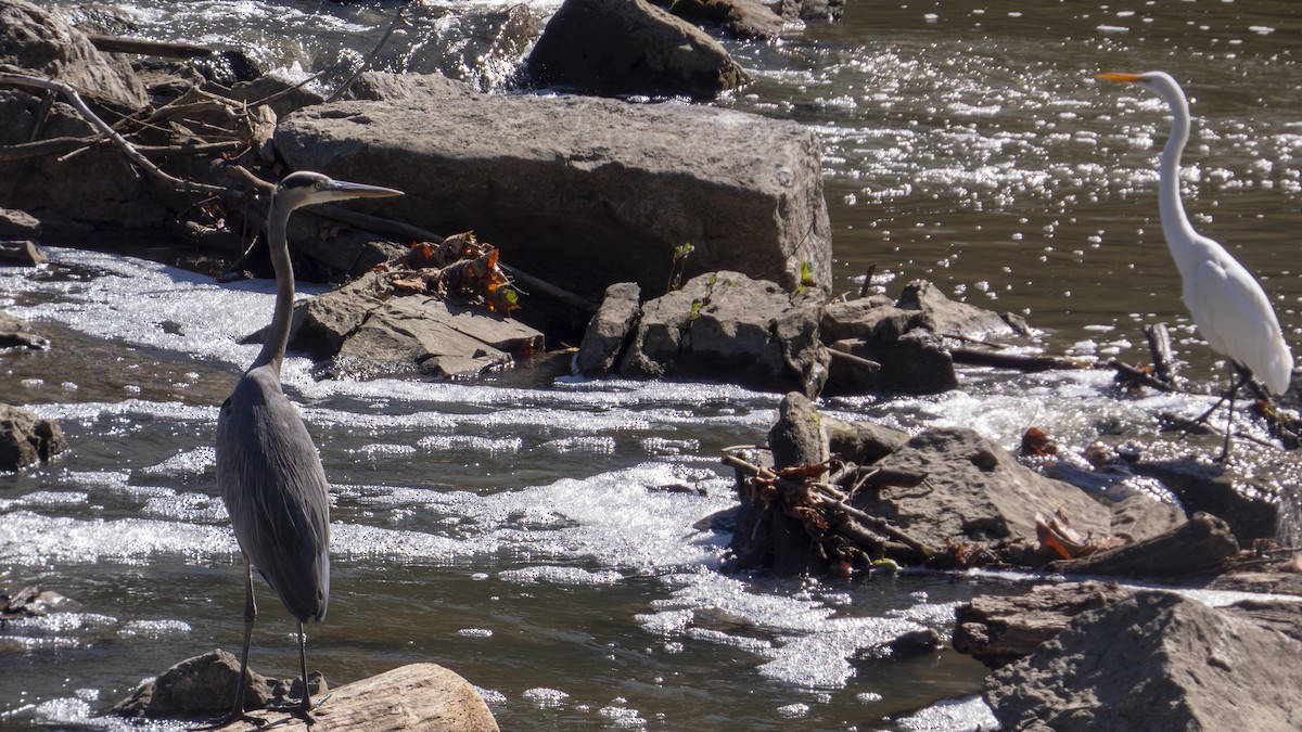 Great Blue Heron (Great Blue) - ML643566597