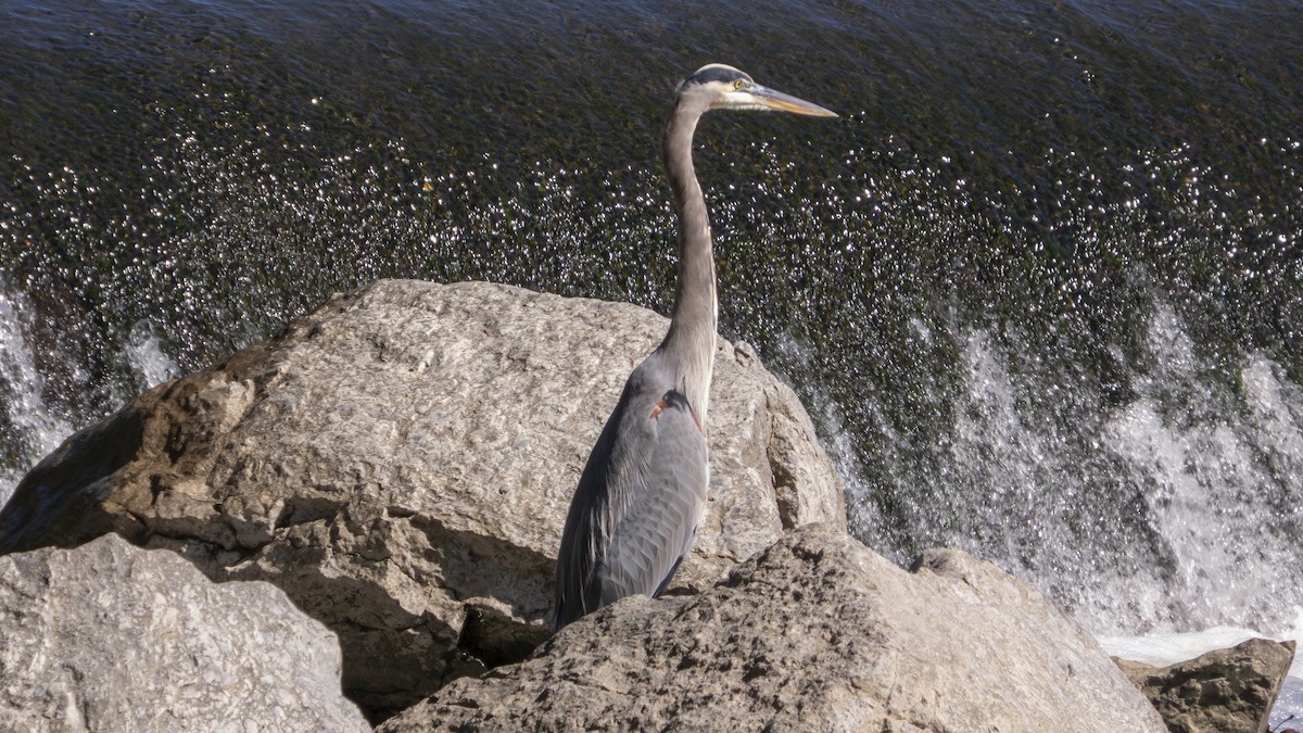 Great Blue Heron (Great Blue) - ML643566598