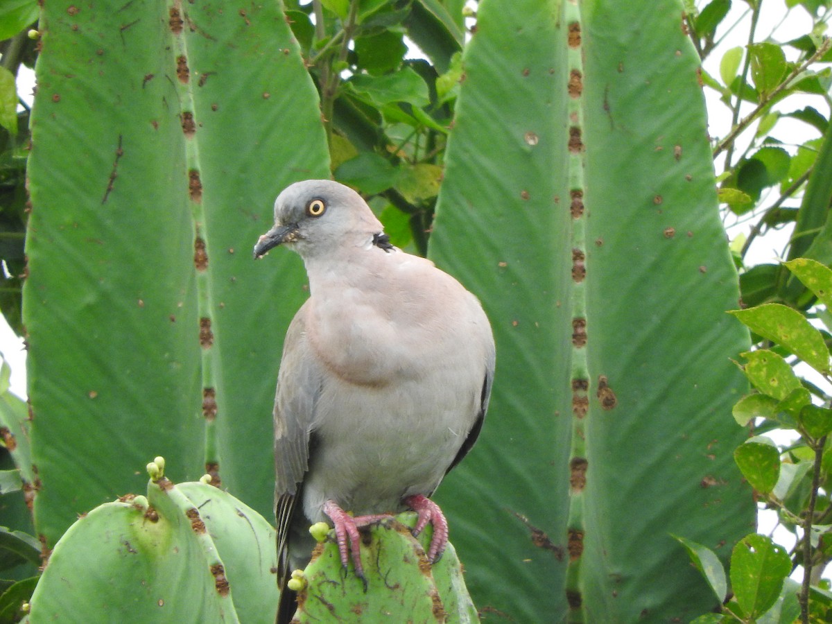 klagedue - ML643566604