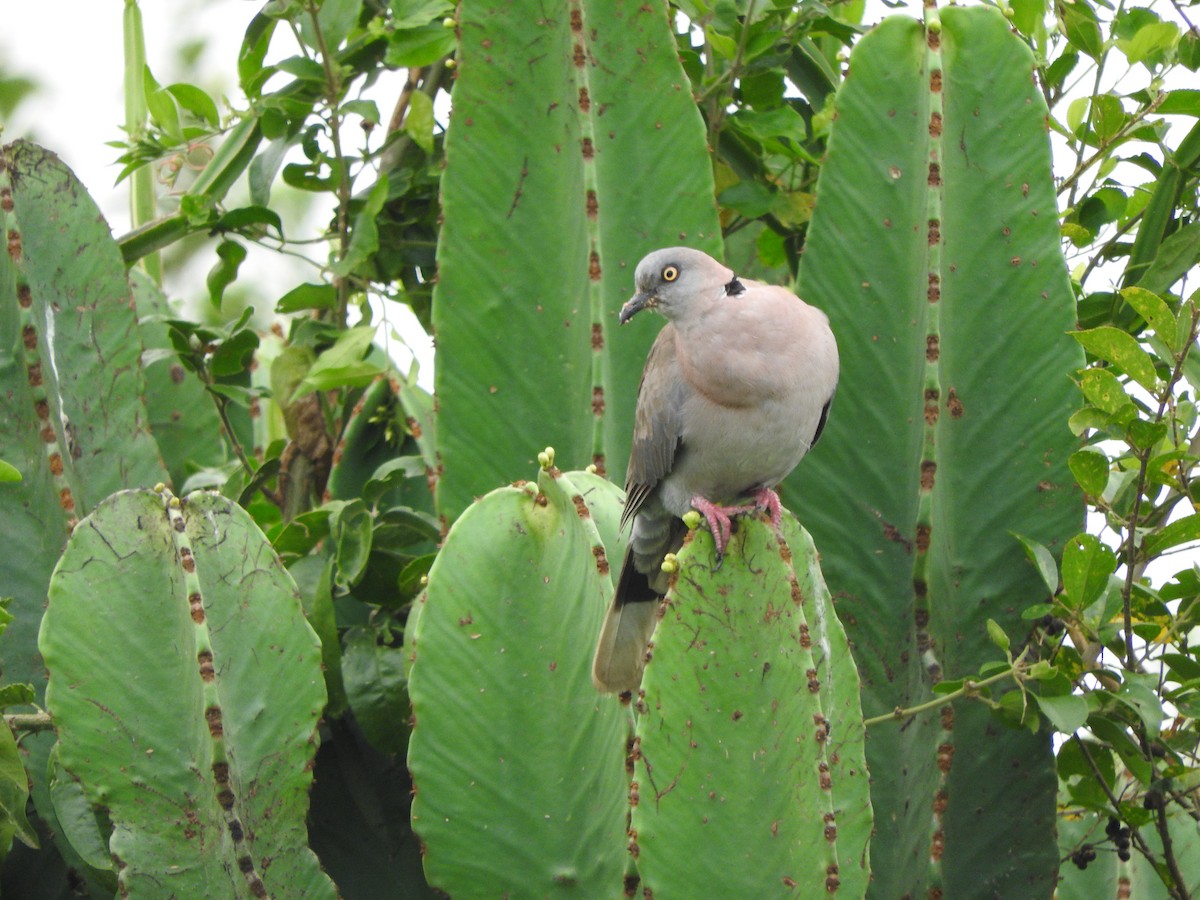 klagedue - ML643566605