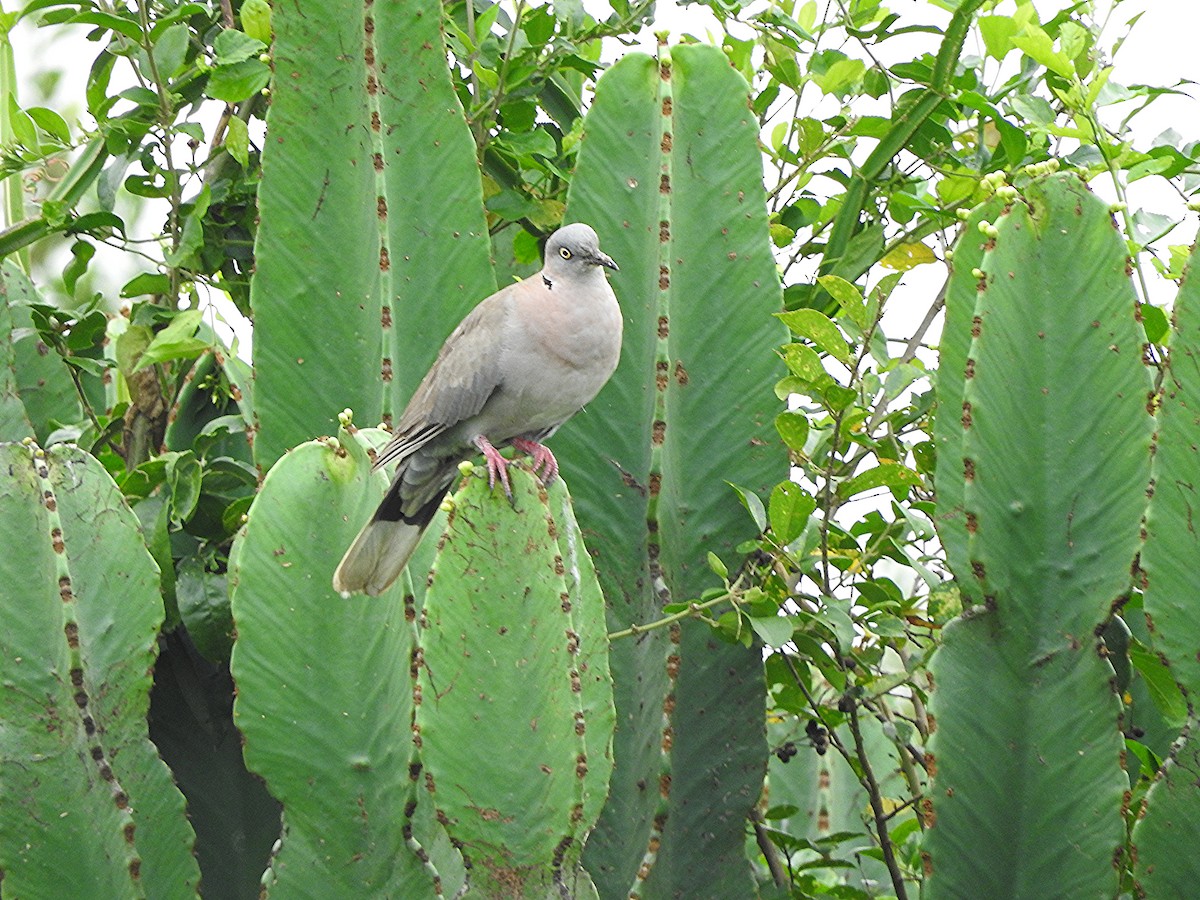 klagedue - ML643566606