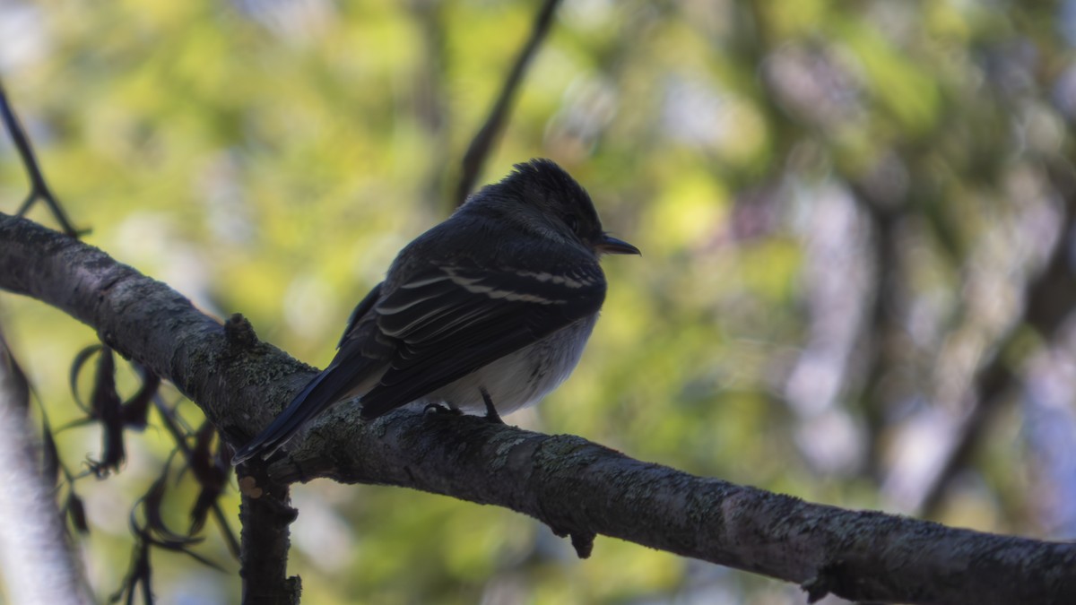 Eastern Wood-Pewee - ML643566607