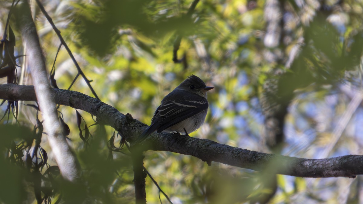 Eastern Wood-Pewee - ML643566608
