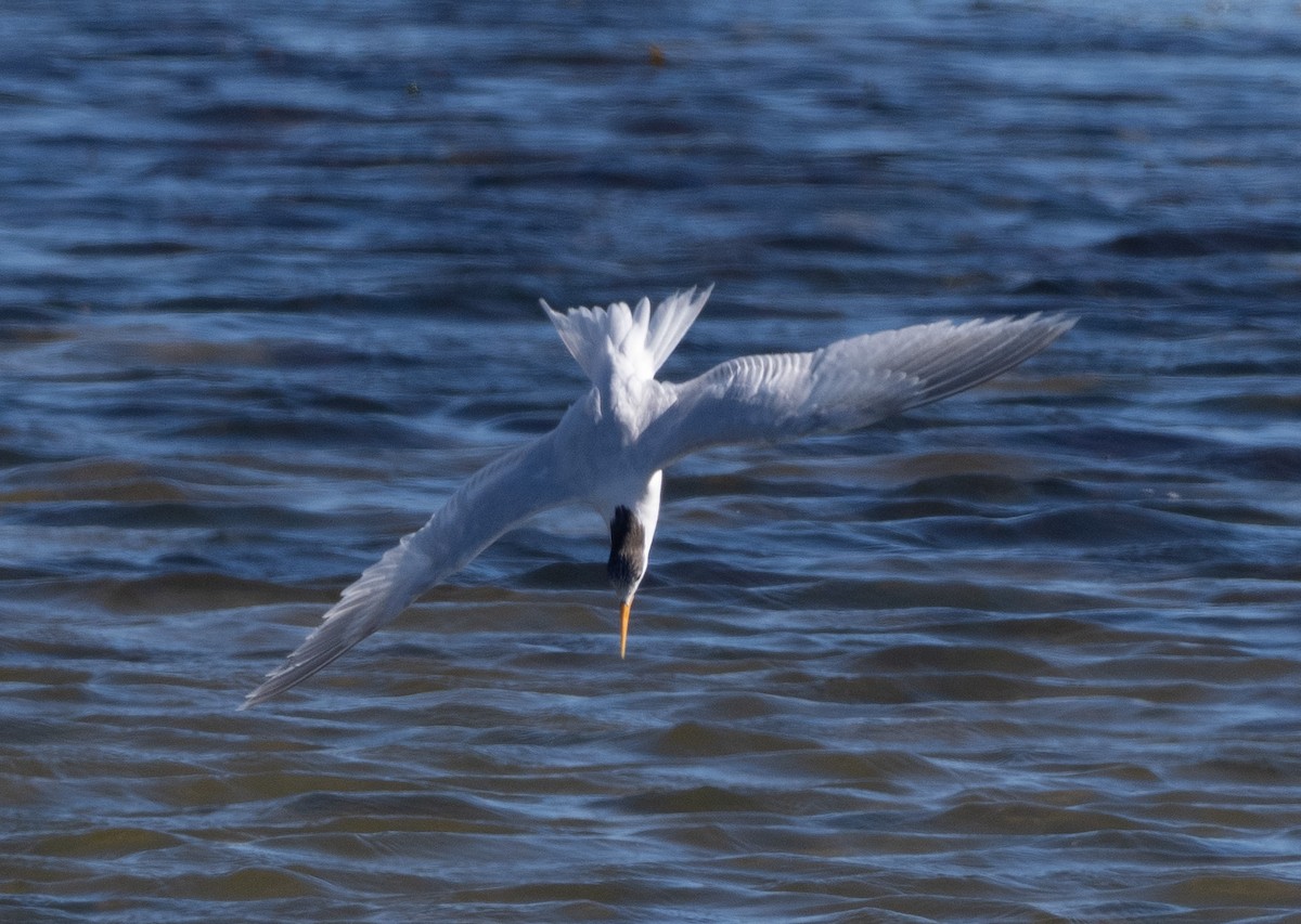 Elegant Tern - ML643566610