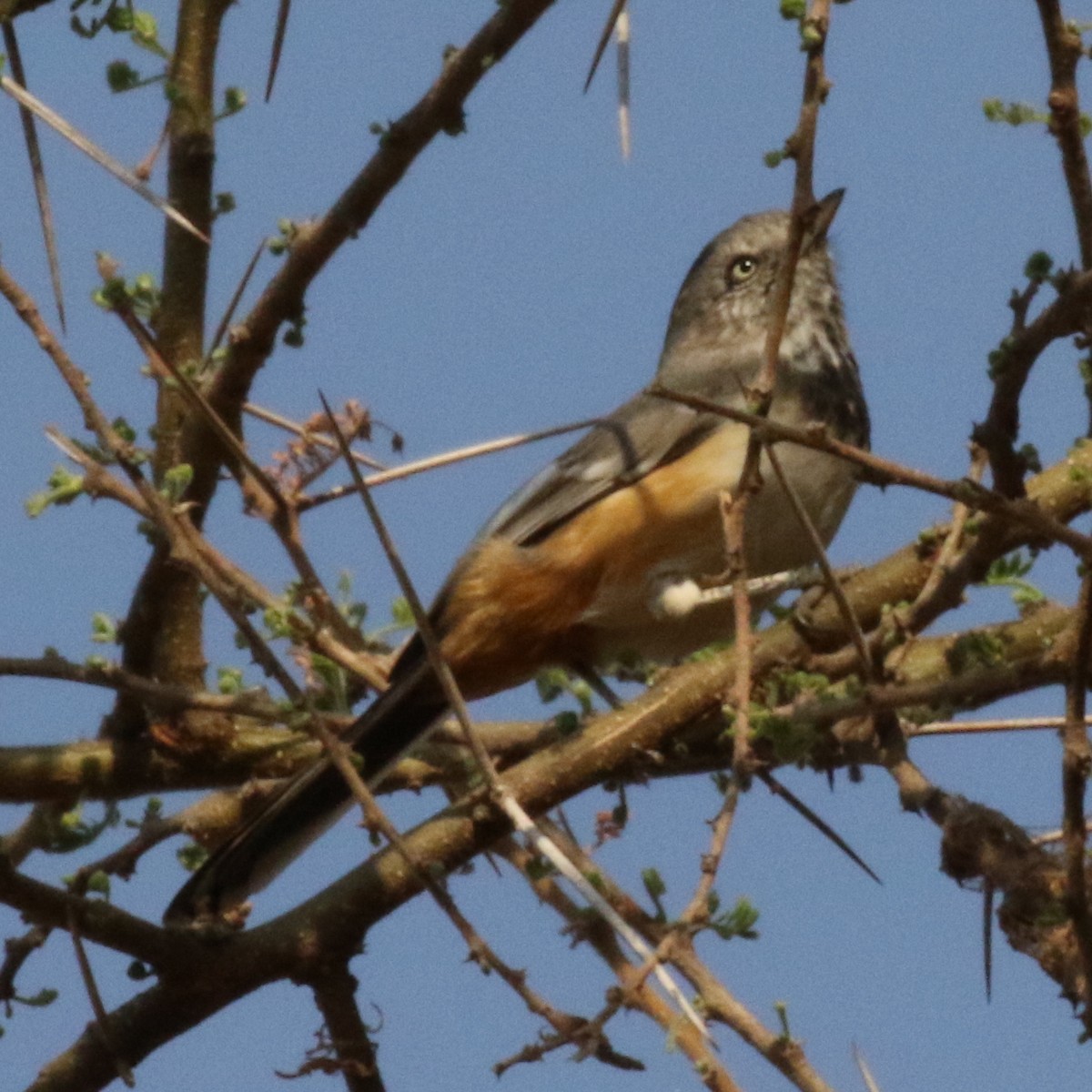 Banded Parisoma - ML643566614