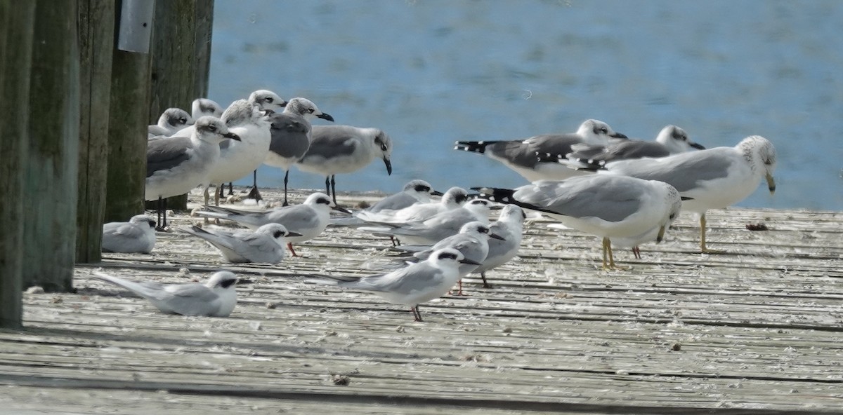 Forster's Tern - ML643566629