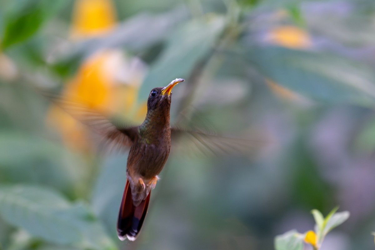 Rufous-breasted Hermit - ML643566653