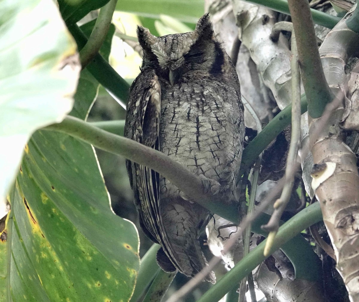 Long-tufted Screech-Owl - ML643566654