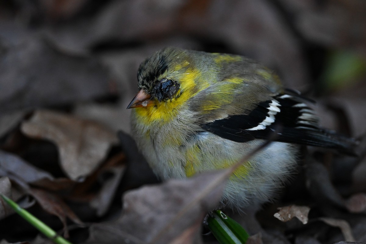 American Goldfinch - ML643566656