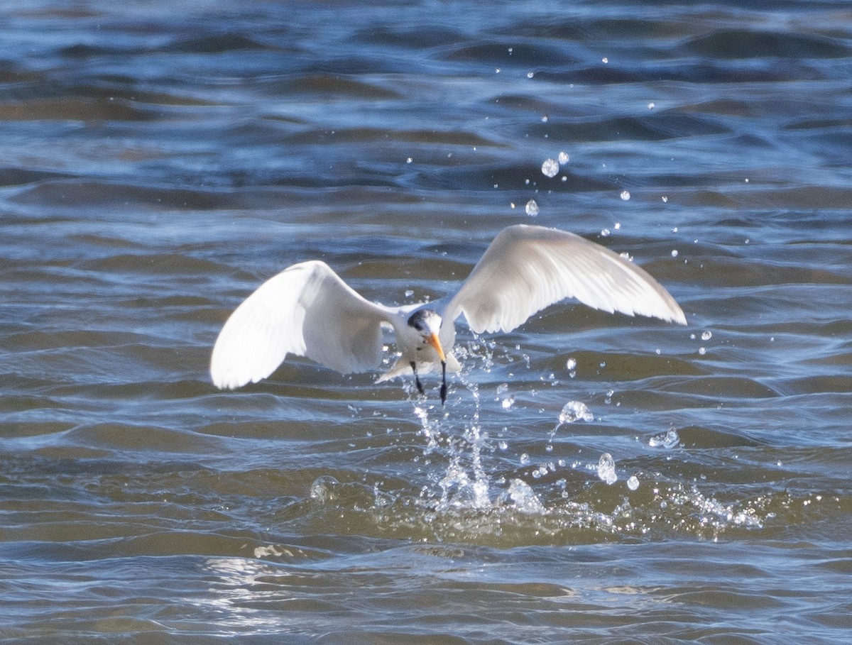 Elegant Tern - ML643566659