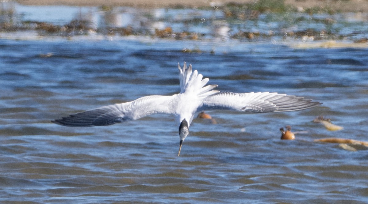 Elegant Tern - ML643566660