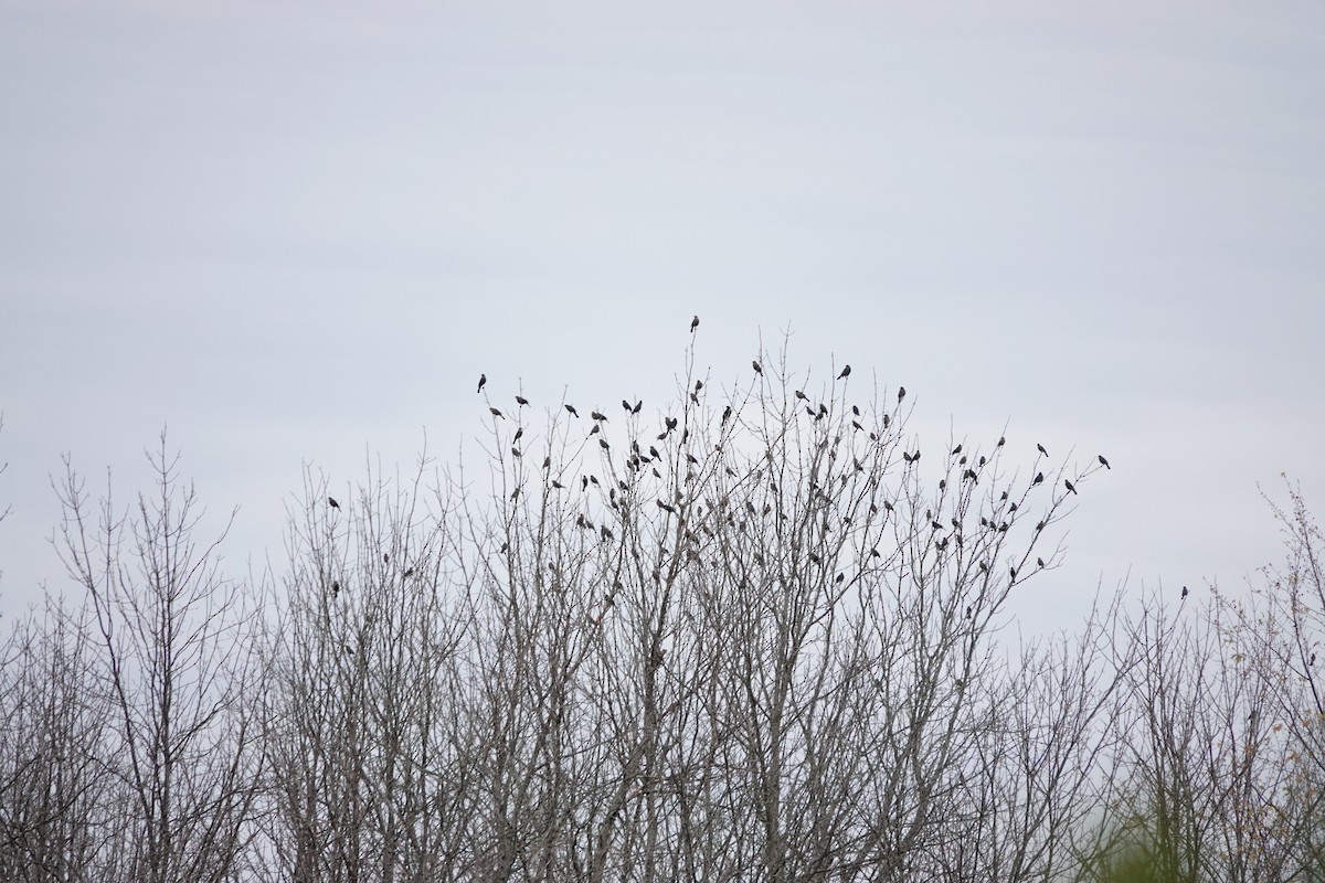 blackbird sp. - ML643566662