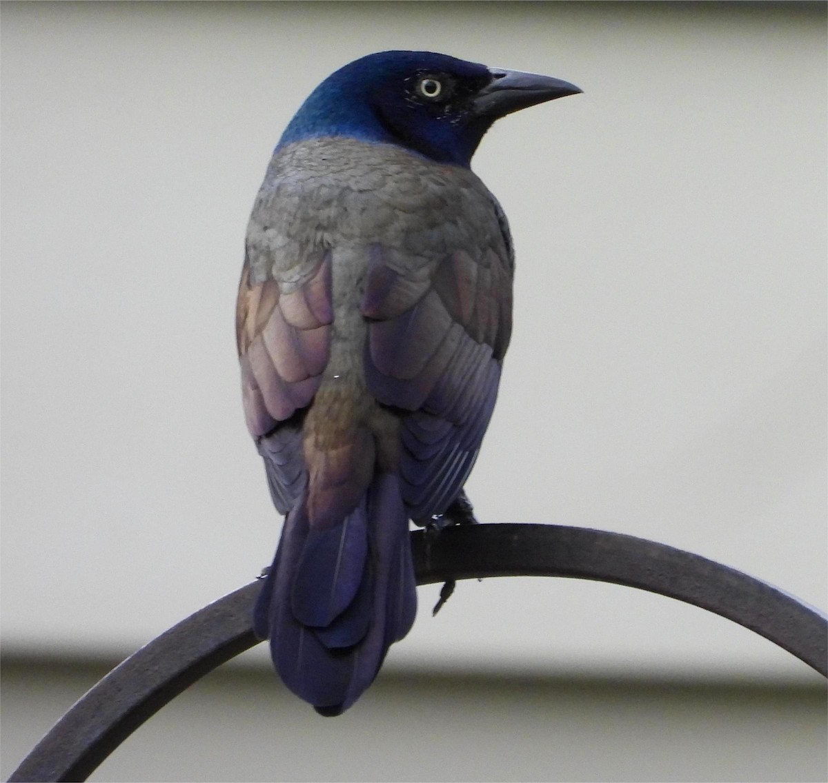 Common Grackle - ML643566666