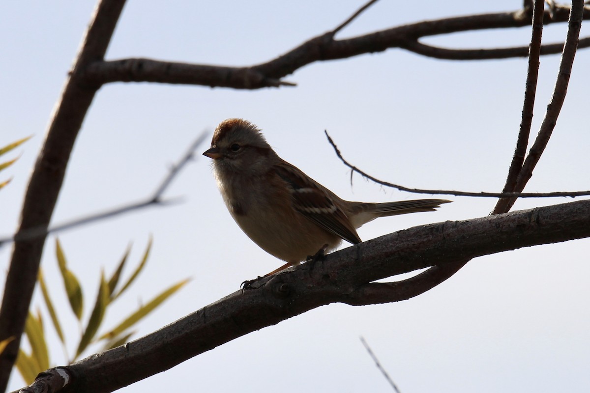 American Tree Sparrow - ML643566669