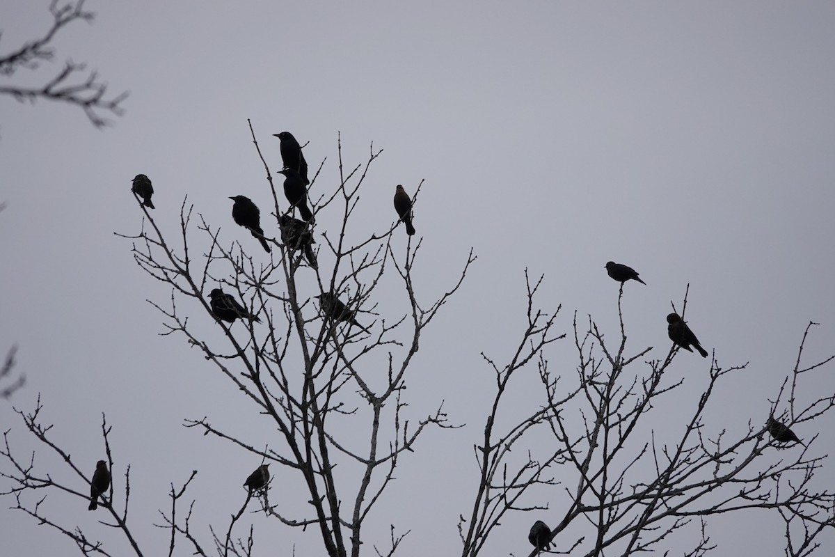 blackbird sp. - ML643566675