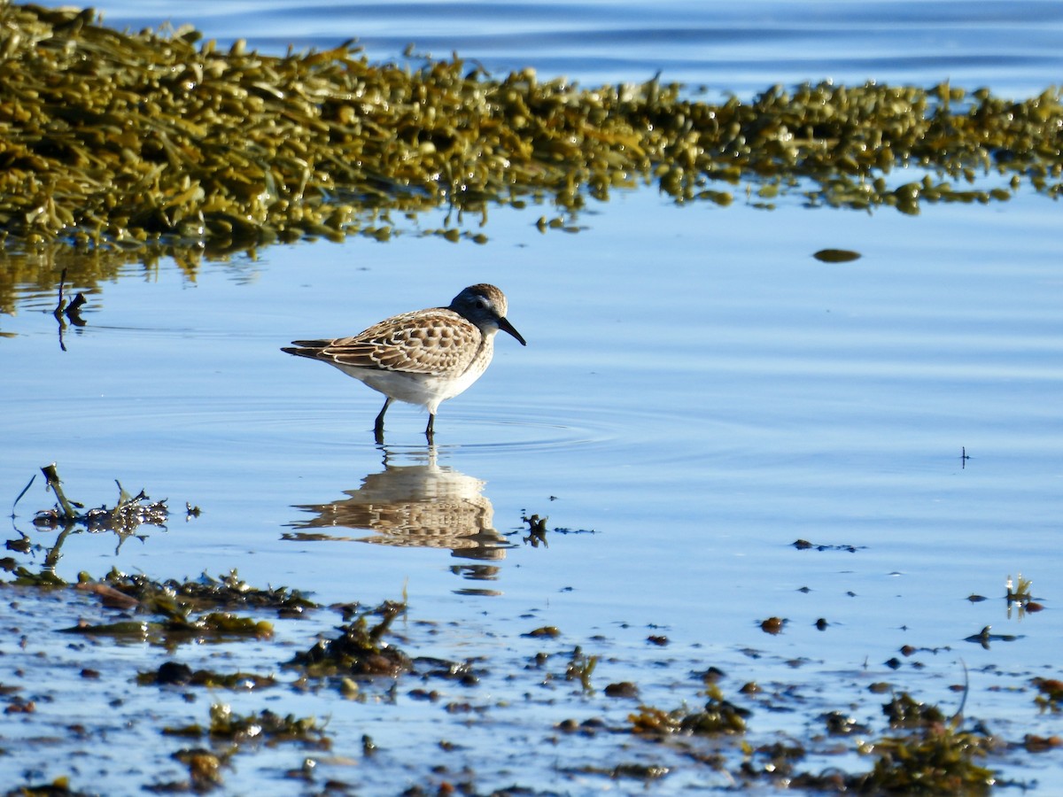 White-rumped Sandpiper - ML643566679
