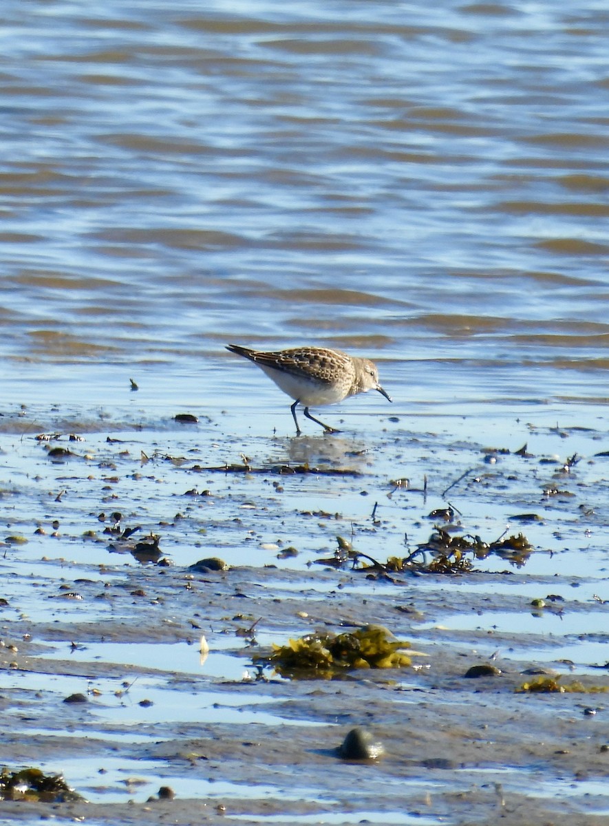 White-rumped Sandpiper - ML643566687