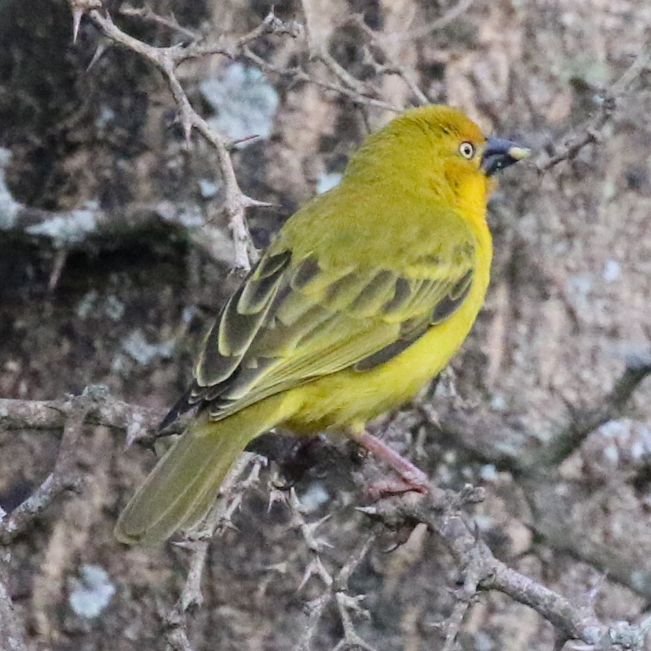 Holub's Golden-Weaver - ML643566690