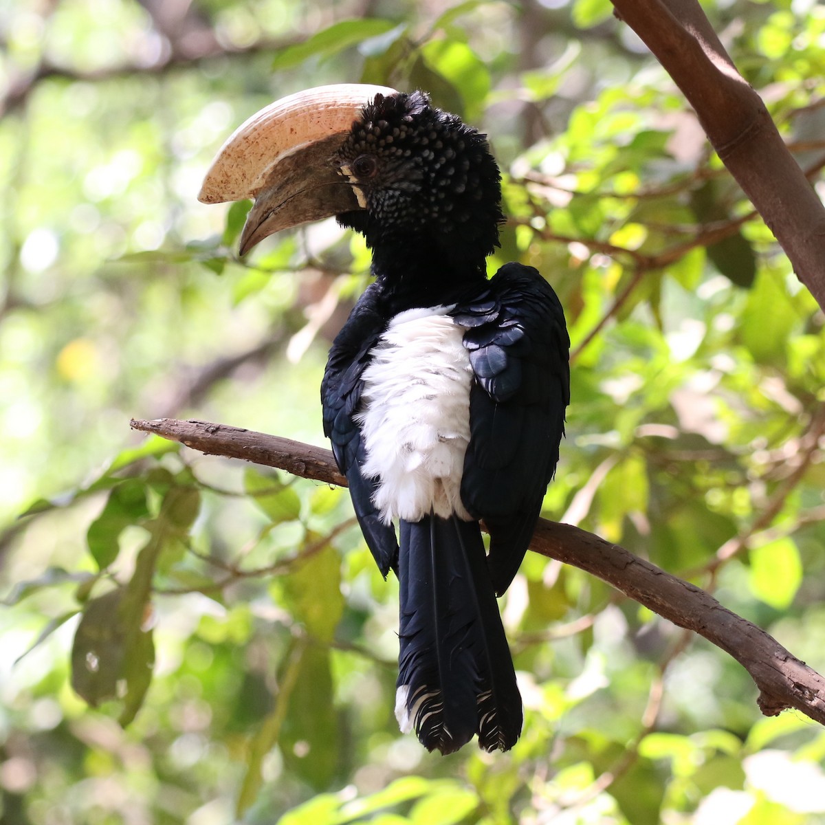 Silberwangen-Hornvogel - ML643566692