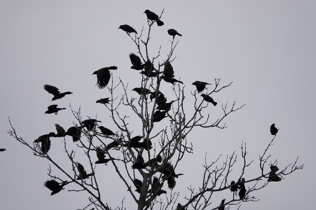 blackbird sp. - ML643566697