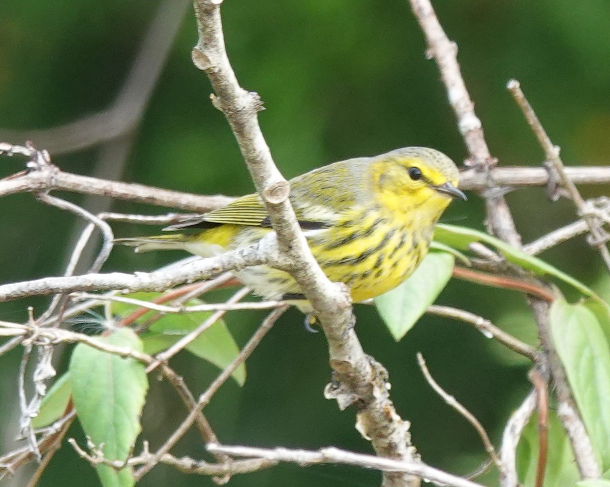 Cape May Warbler - ML643566725