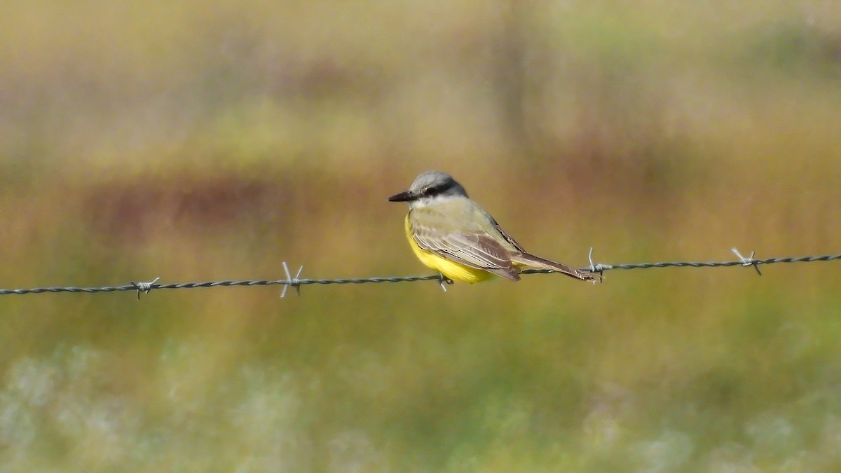 Tropical Kingbird - ML643566728