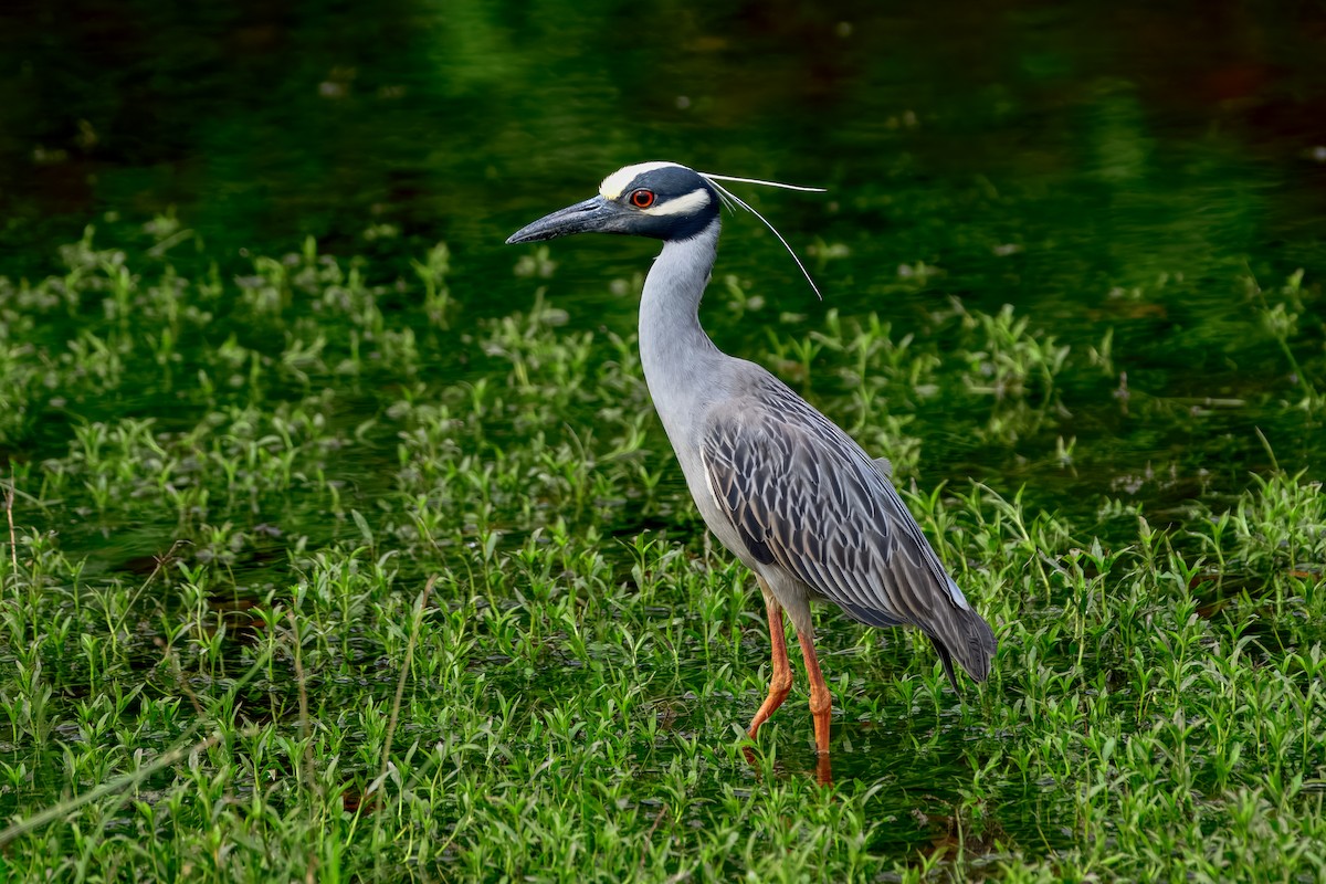 Yellow-crowned Night Heron - ML643566729