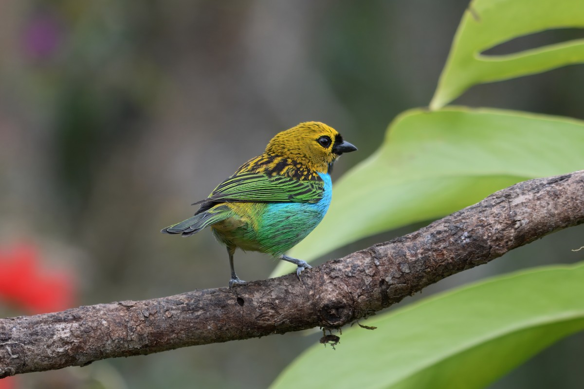 gullsnittanagar - ML643566730