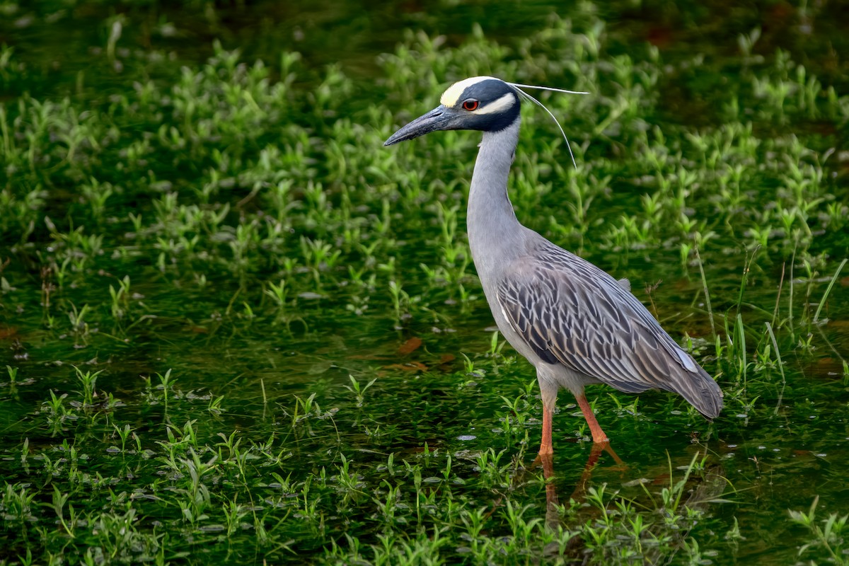 Yellow-crowned Night Heron - ML643566731
