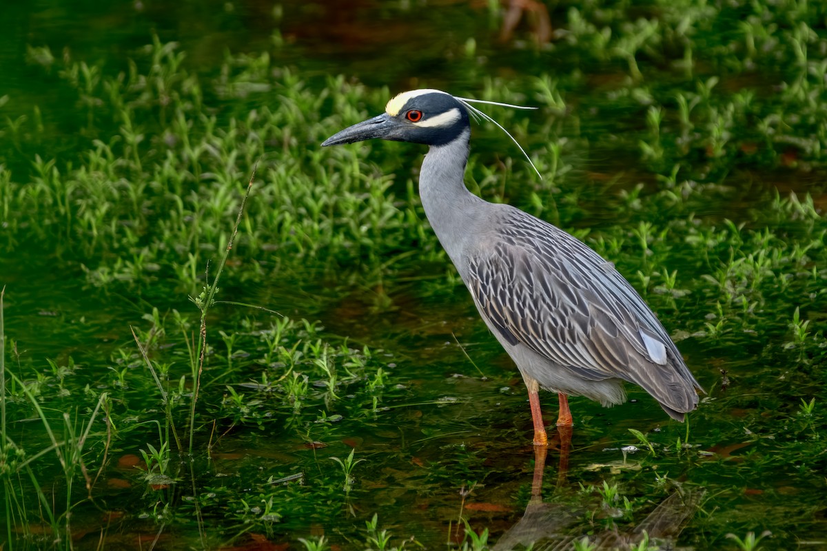 Yellow-crowned Night Heron - ML643566732