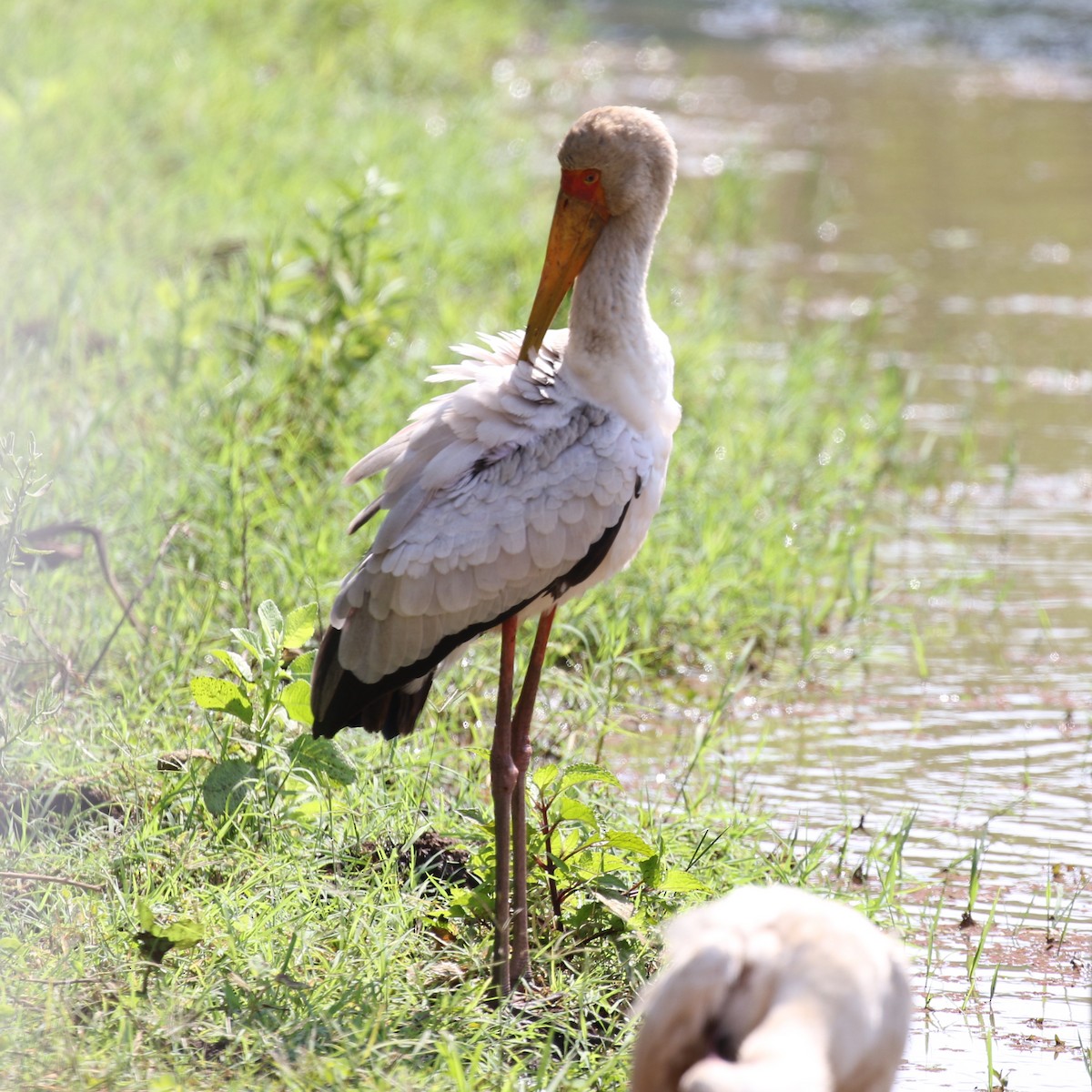 Yellow-billed Stork - ML643566735