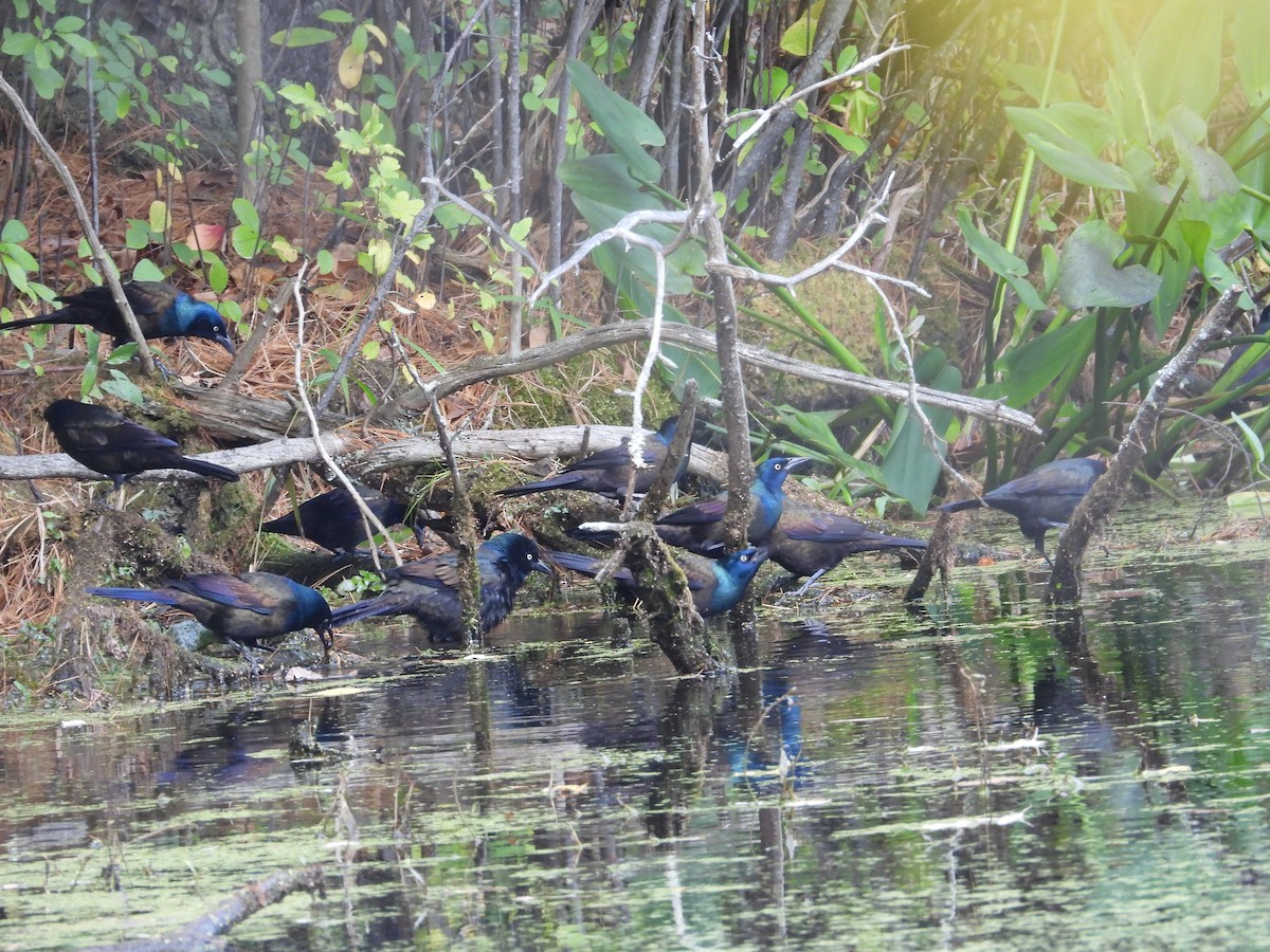 Common Grackle - ML643566741