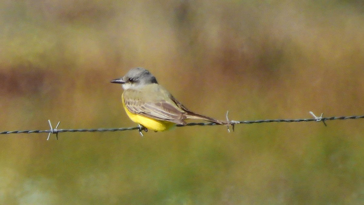 Tropical Kingbird - ML643566748