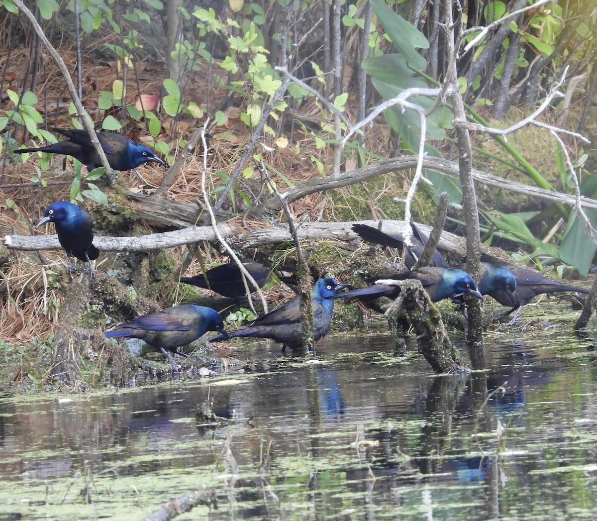 Common Grackle - ML643566749