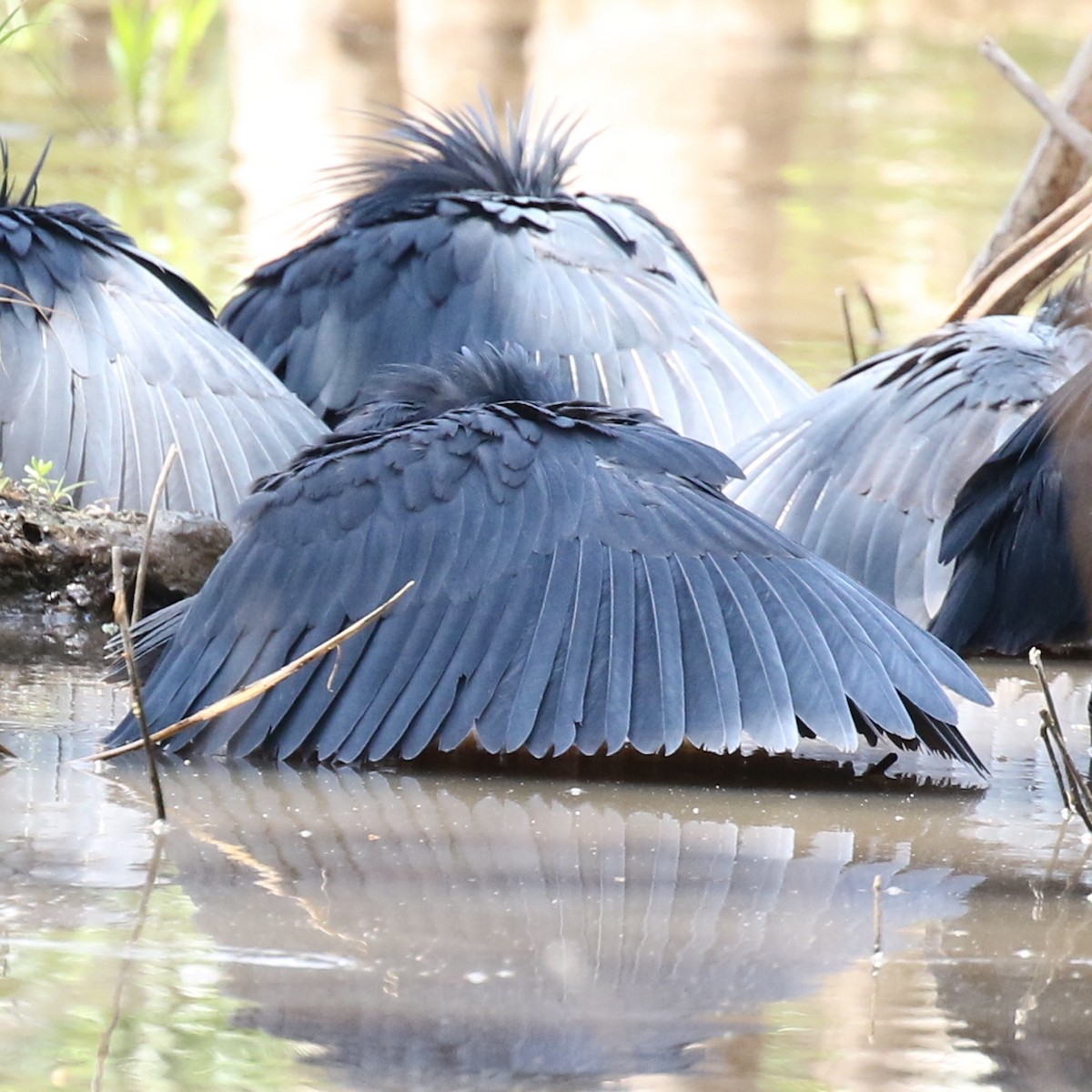Black Heron - ML643566751