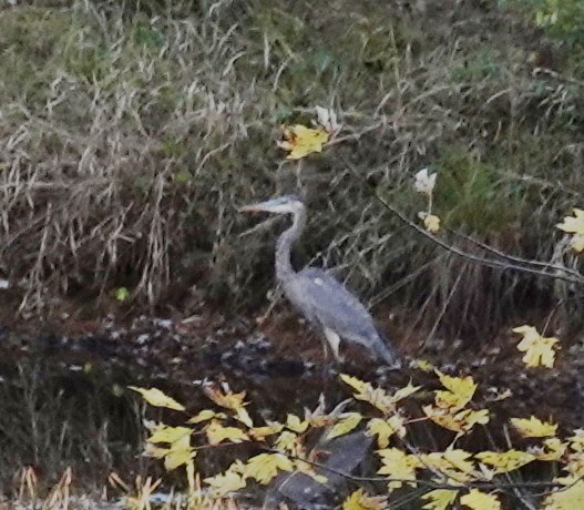 Great Blue Heron - ML643566770