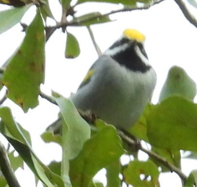 Golden-winged Warbler - ML643566776