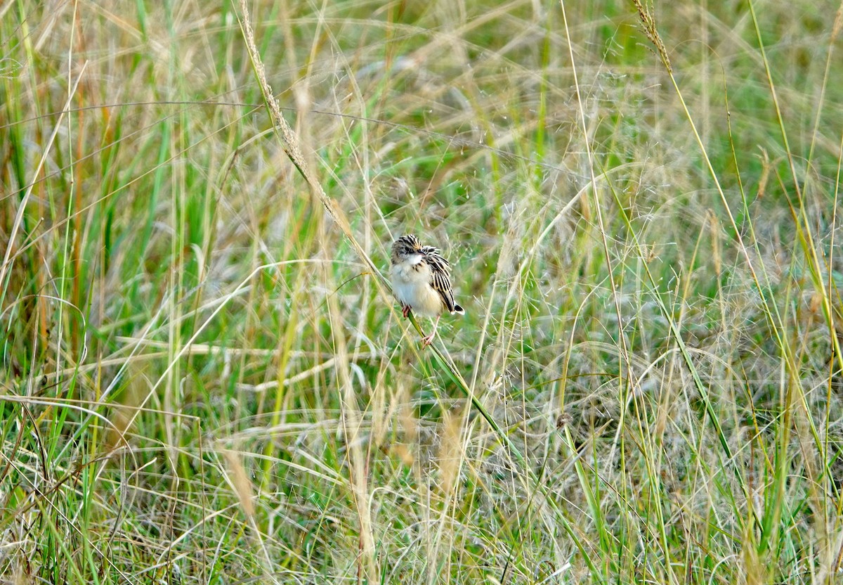 Pectoral-patch Cisticola - ML643566779