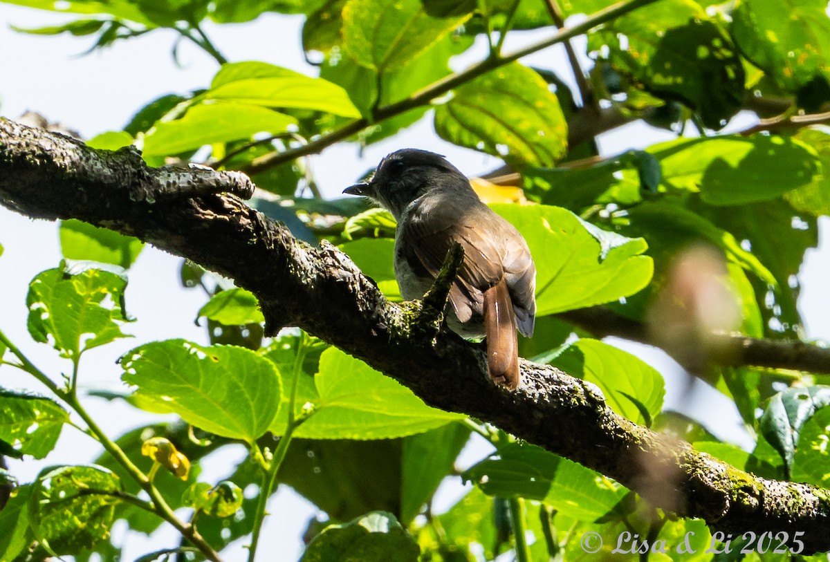 Flores Jungle Flycatcher - ML643566785