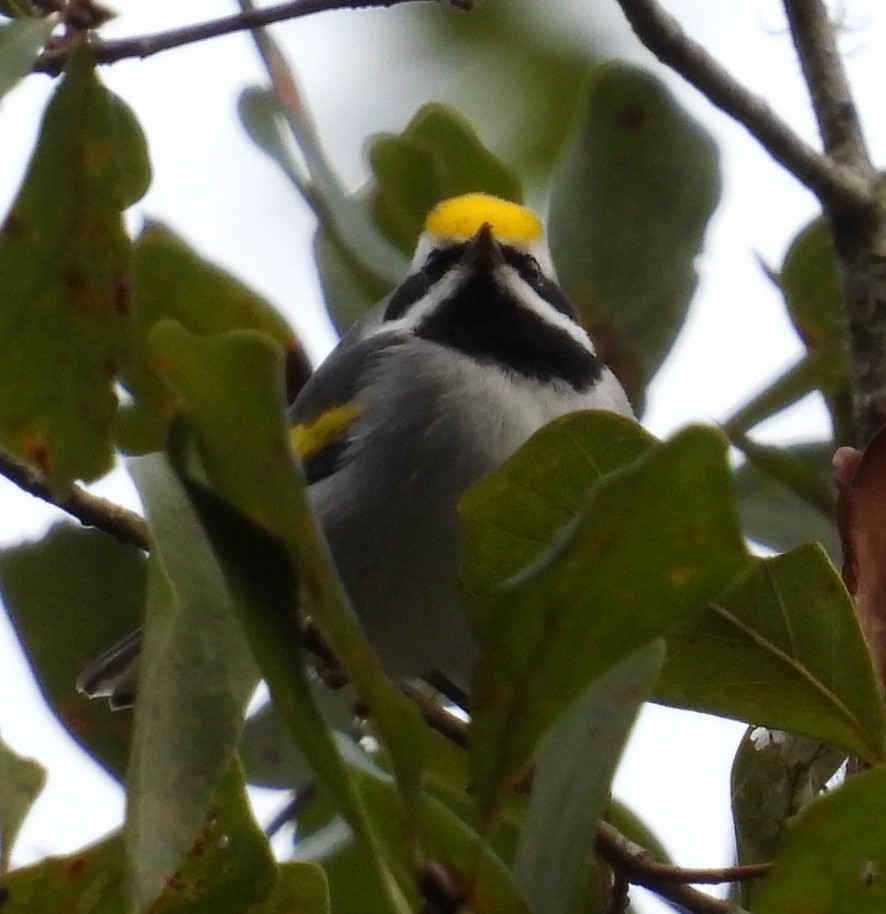 Golden-winged Warbler - ML643566787