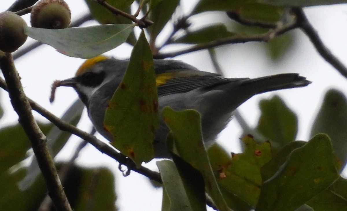 Golden-winged Warbler - ML643566788