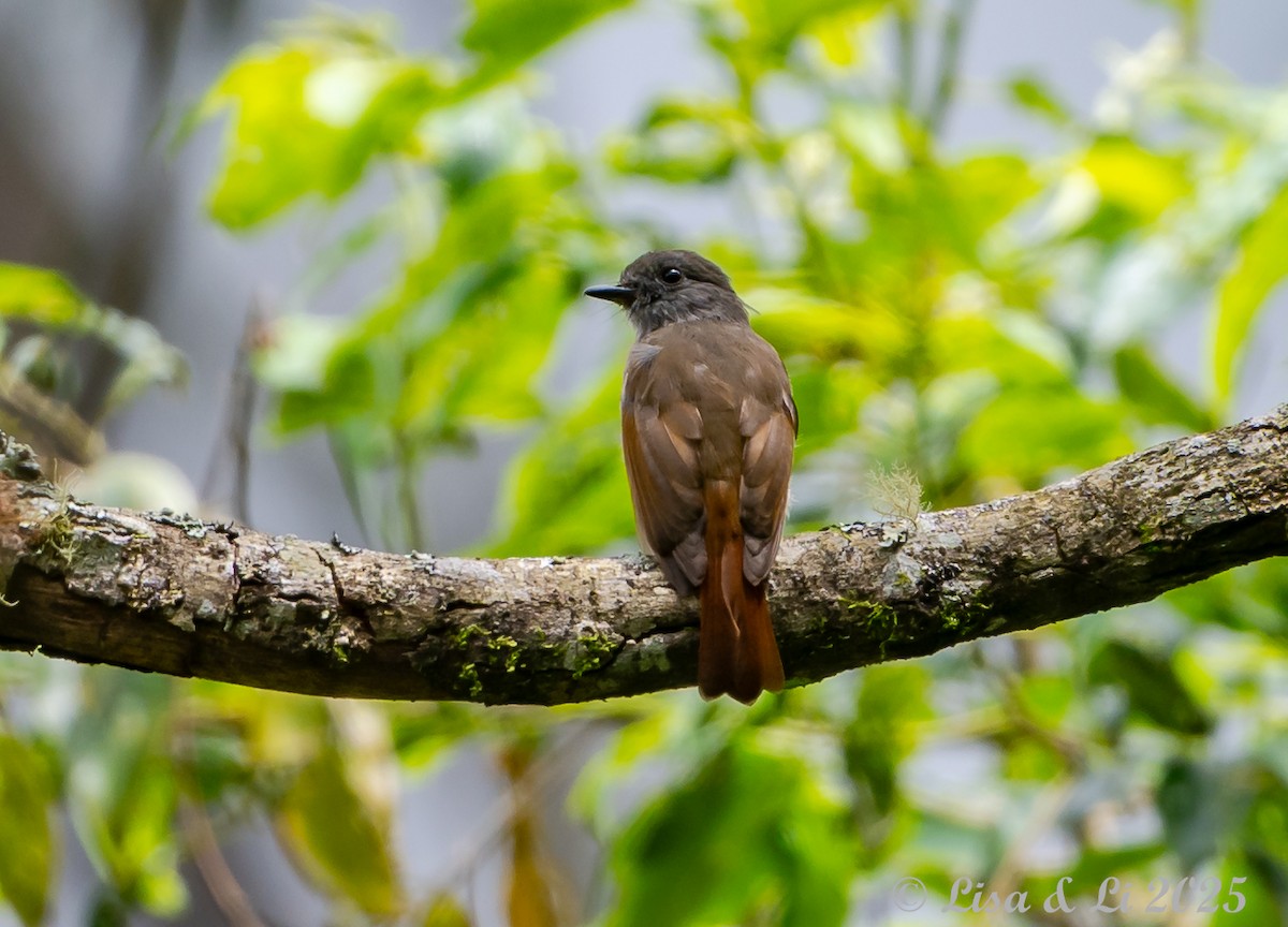 Flores Jungle Flycatcher - ML643566795
