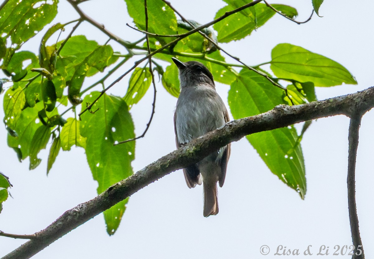 Flores Jungle Flycatcher - ML643566796