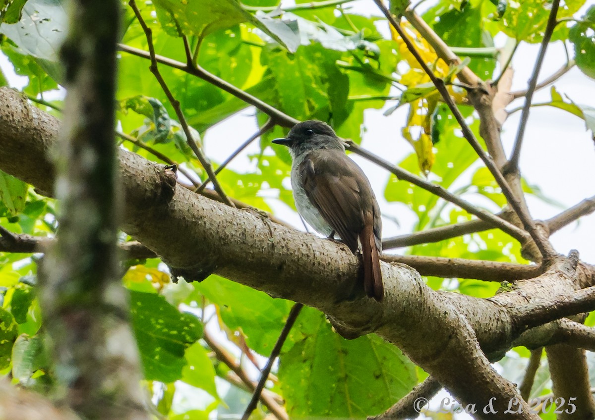 Flores Jungle Flycatcher - ML643566797